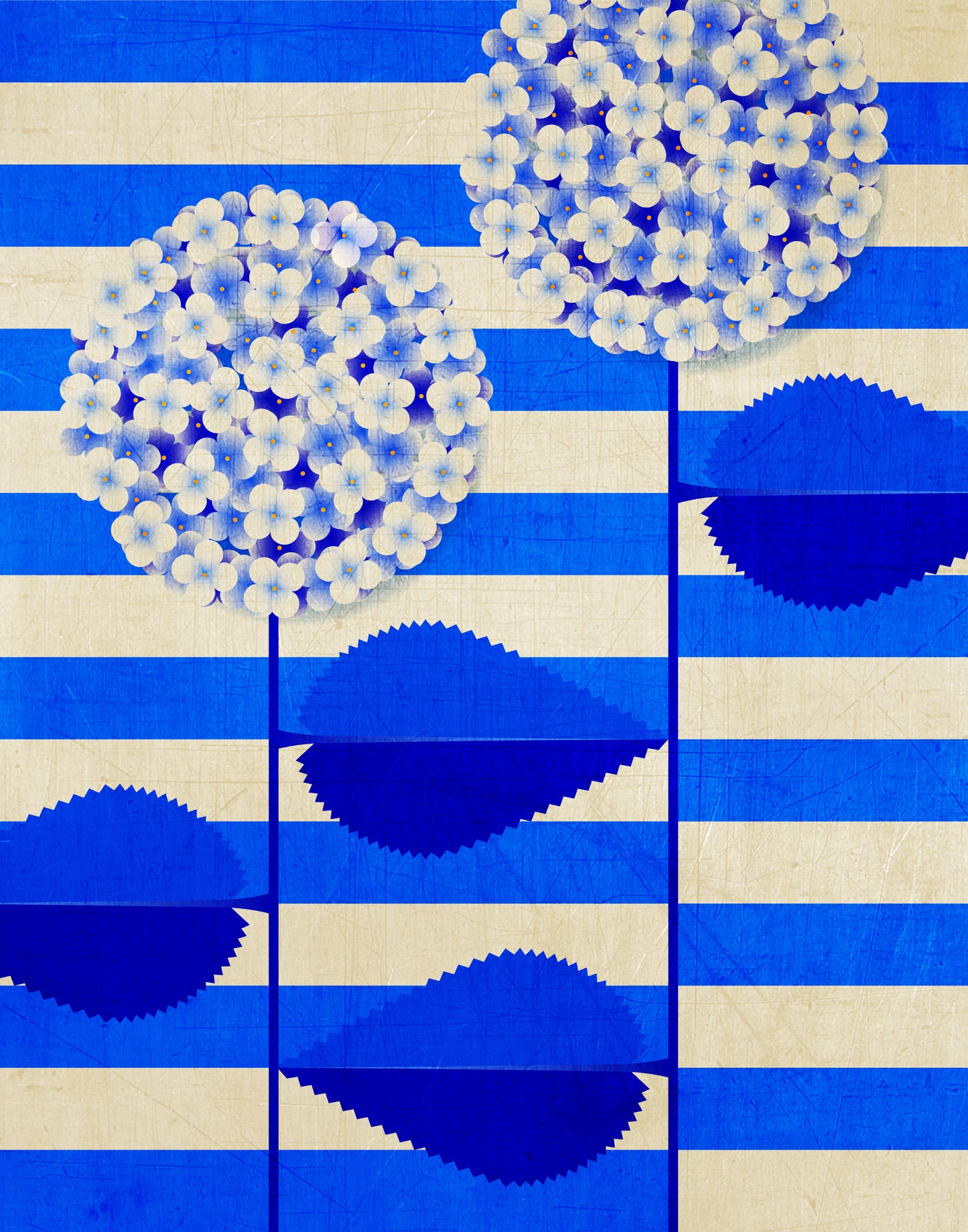 Hydrangeas